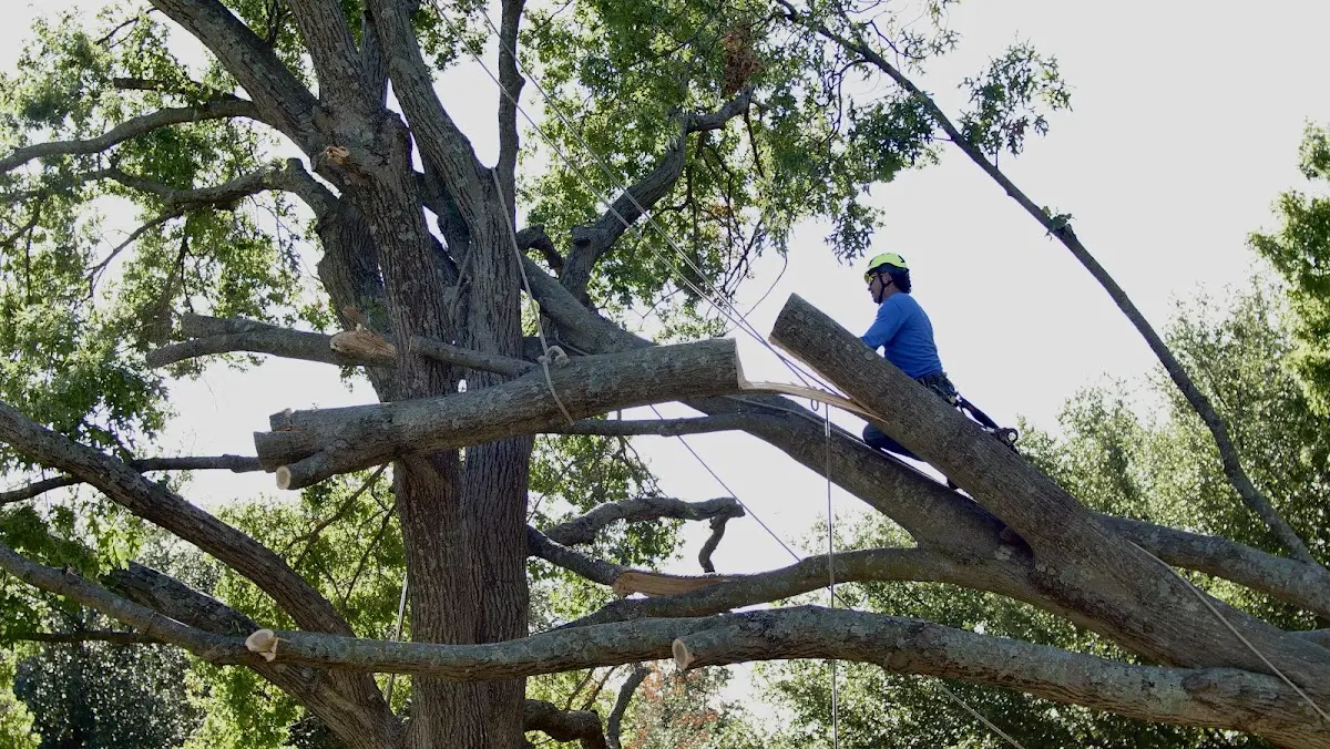 Professional Hazardous Tree Removal performed by certified arborists in Belle Haven