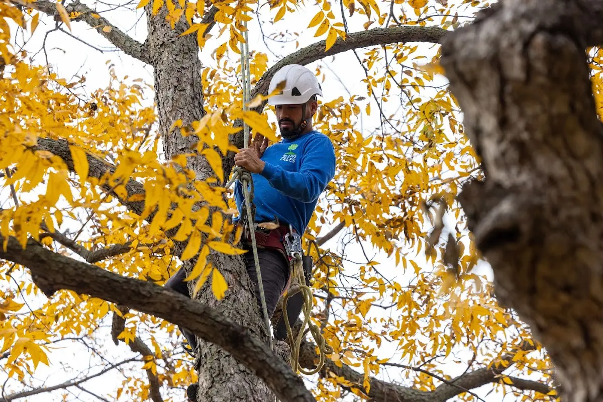 Skilled Tree Planing crew working in Belle Haven
