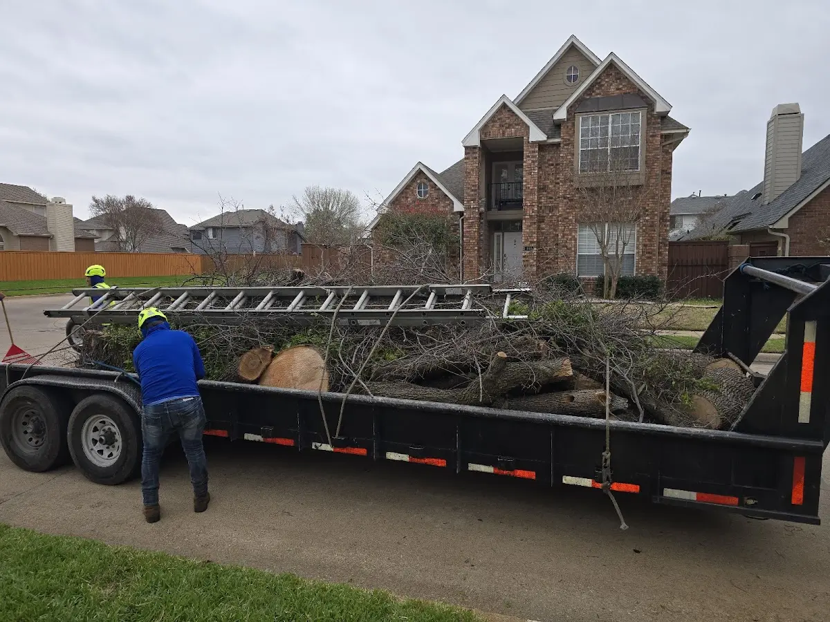Expert Tree Removal with proper safety equipment in Belle Haven